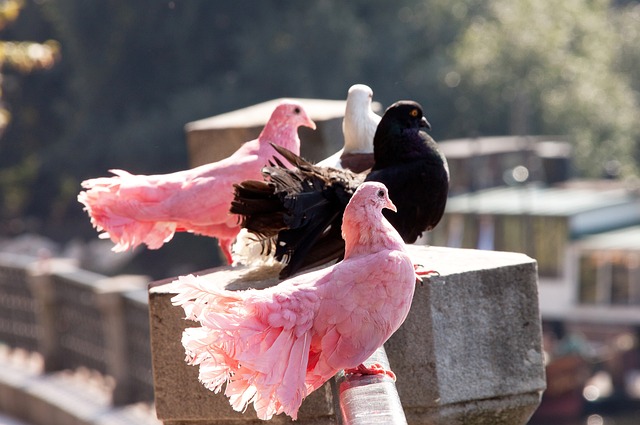 理的角逐 理的角逐